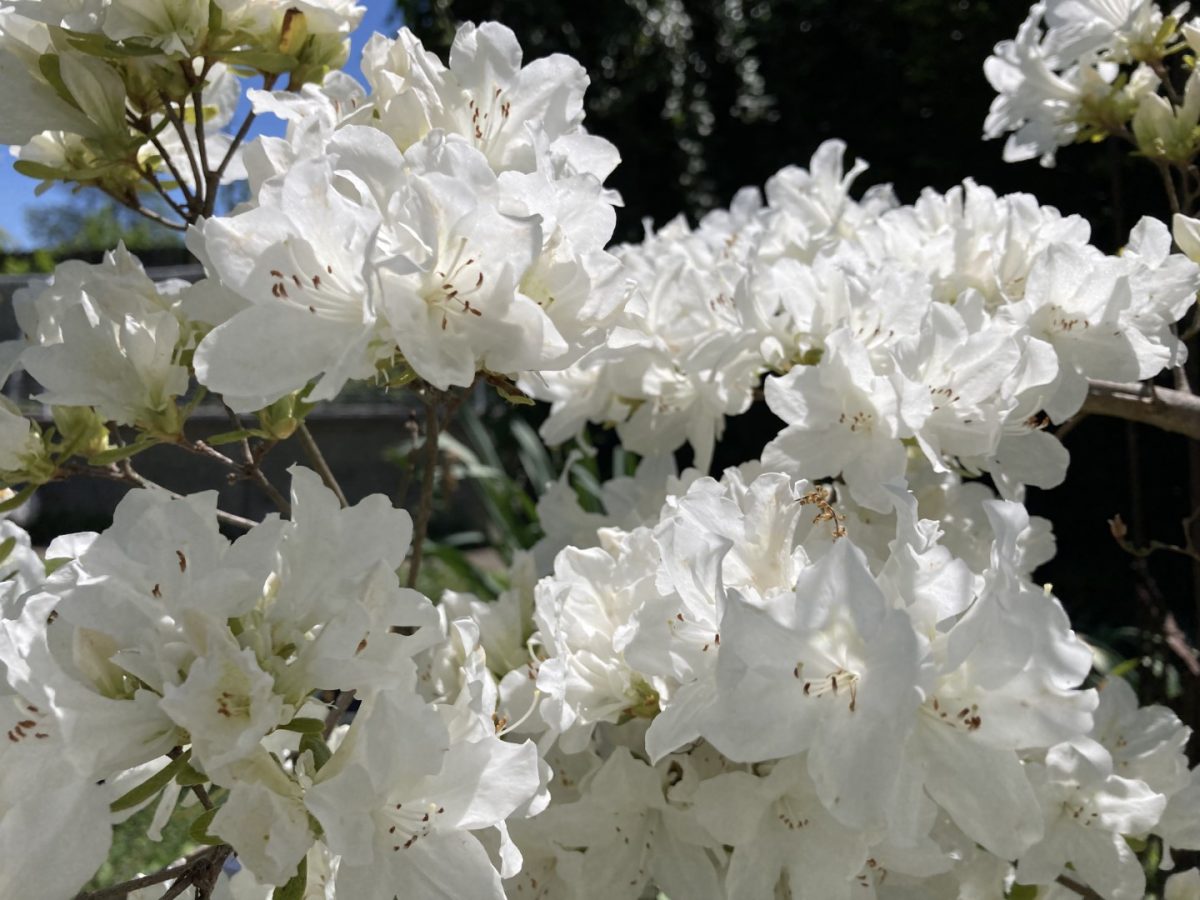 White flowers blooming in our back yard.